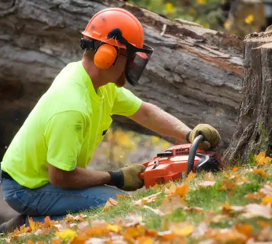 tree services Gibbsboro